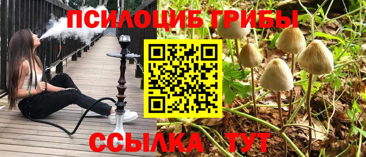 купить  цена  Галлюциногенные грибы Psilocybine cubensis  Вход с VPN  Батайск 